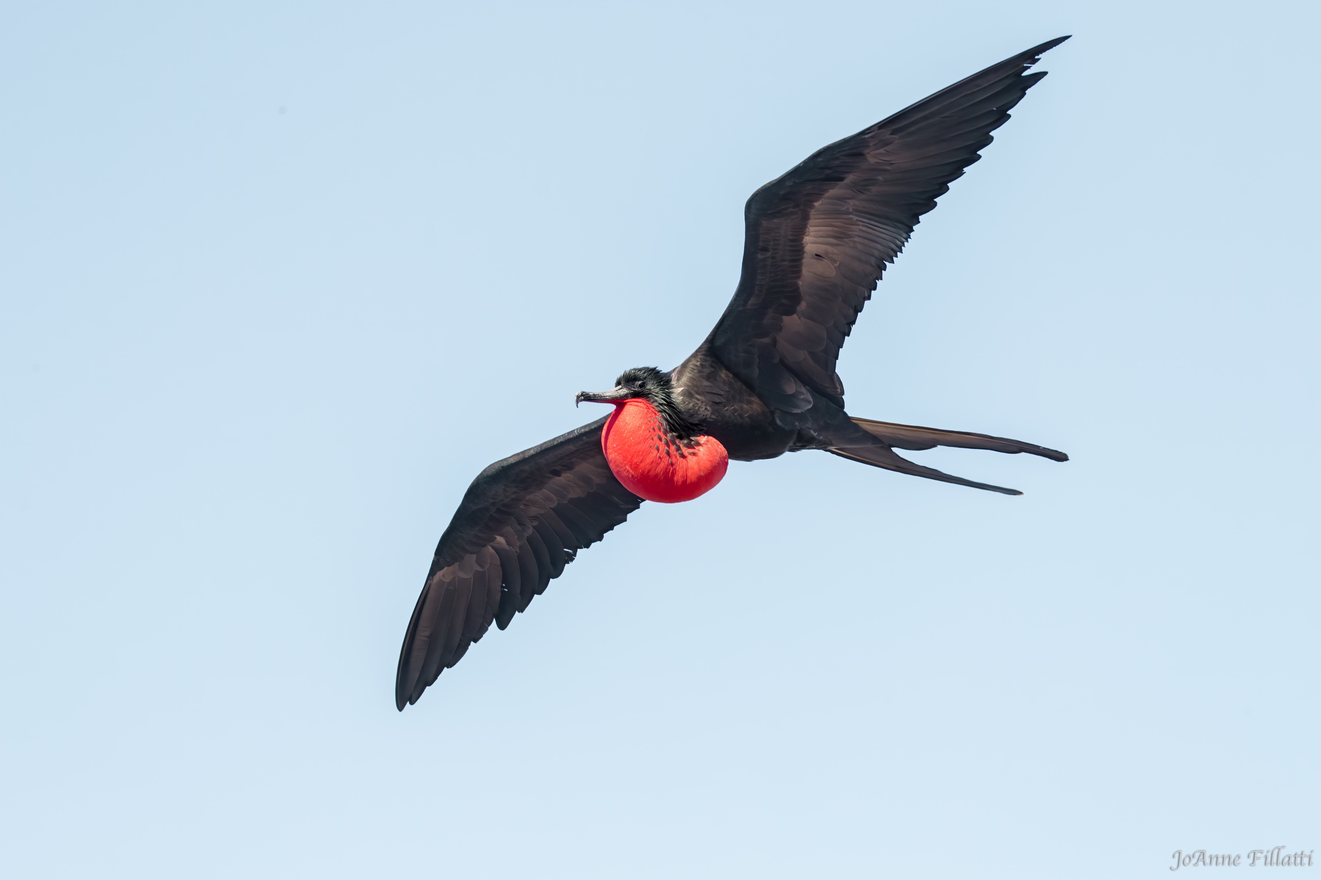 bird of galapagos image 16